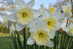 narcissus ice follies