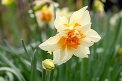 narcissus peach cobbler fall planting spring arriving bulbs narcissus peach cobbler