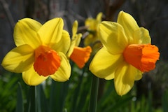 narcissus jetfire