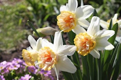narcissus rosy cloud