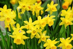 narcissus tete a tete fall planting spring arriving bulbs narcissus tete a tete
