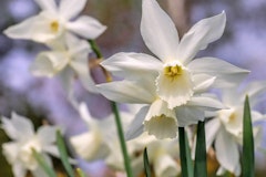 narcissus thalia