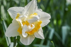 narcissus white lion