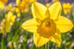 narcissus dutch master daffodils