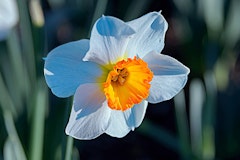 narcissus large cupped
