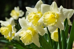 narcissus mount hood