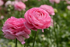 pink ranunculus