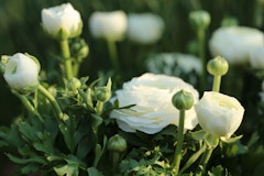 white ranunuculus