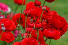 red ranunculus