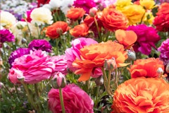 mixed ranunculus