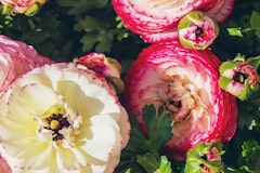 pink picotee ranunculus