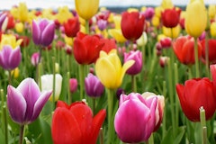 rainbow tulips