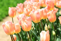 tulips apricot beauty fall planting spring arriving bulbs apricot beauty tulips
