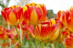 banja luka tulips