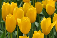 yellow big smile tulips