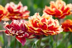 flaming parrot tulips