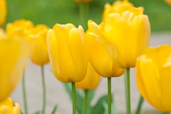 golden parade tulips