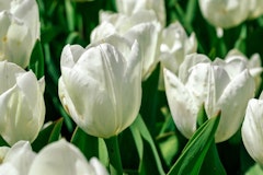 white hakuun tulips