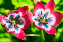 little beauty tulips