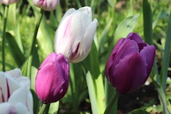 purple passion tulips