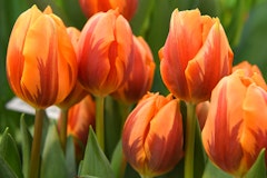 princess irene tulips