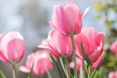 pretty pink impression tulips
