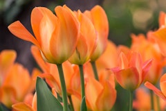 orange emperor tulips