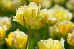 yellow akebono tulips