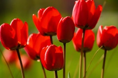 red impression tulips