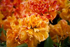 sunlover tulip fall planting spring arriving bulbs sunlover tulips