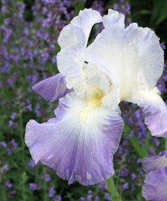 purple and white clarence iris