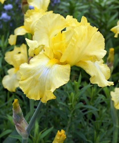 yellow harvest memories iris