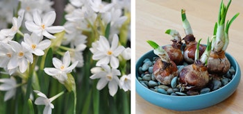 paperwhites bulbs fall planting spring arriving