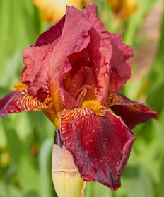 maroon and yellow bernices legacy bearded iris