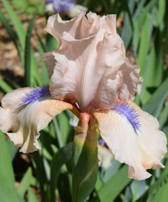 cream and purple iris concertina