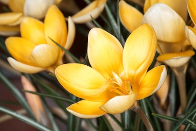 crocus orange monarch