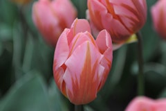 pretty princess tulips