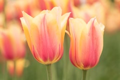 blushing beauty tulips