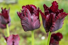 black parrot tulips