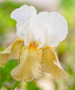 white and yellow invitation bearded iris