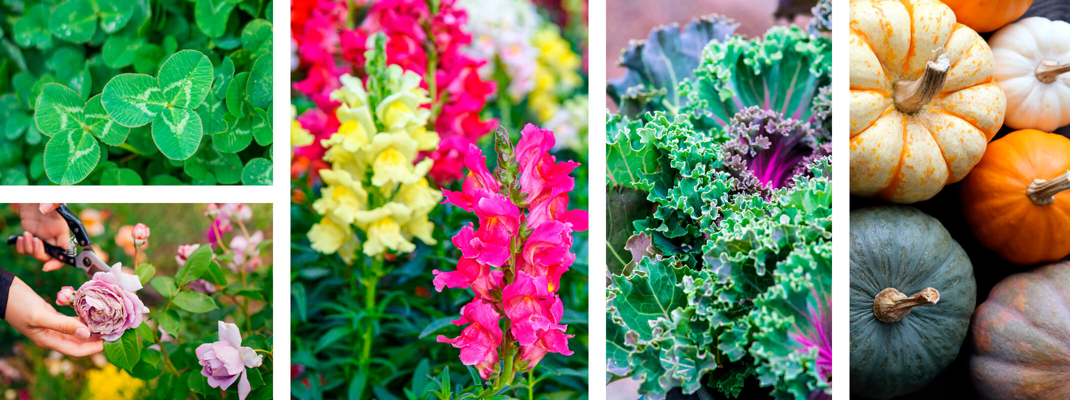 images of clover and alfalfa, snapdragons, kale and pumpkins