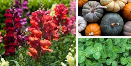 october gardening calendar images of snapdragons, pumpkins and clover