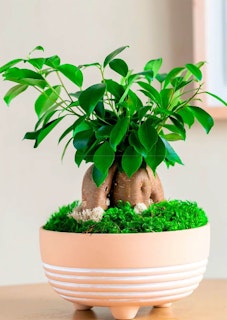 livetrends urban jungle boho bonsai garden