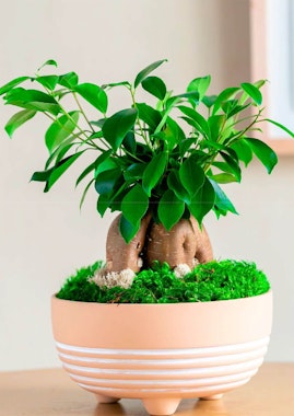 livetrends urban jungle boho bonsai garden