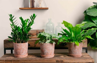 LiveTrends urban jungle terrace houseplants and pottery