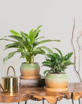 LiveTrends urban jungle patina houseplants and planters