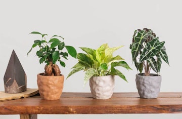 LiveTrends urban jungle petite adobe houseplants and planters