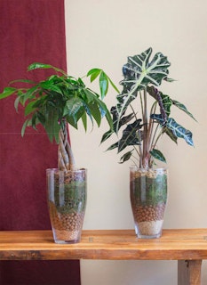 LiveTrends urban jungle nature's layers houseplants and clear vases filled with moss and natural stone