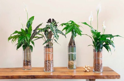 LiveTrends urban jungle glass towers houseplants in clear vases filled natural elements