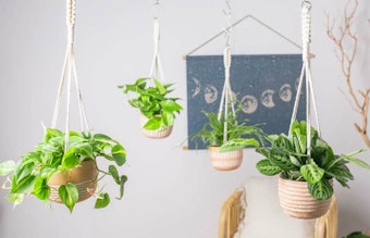 LiveTrends urban jungle hanging expressions houseplants and planters